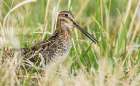 Common snipe peeks through wetland vegetation in Colorado Art Print